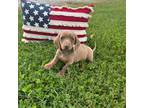 Dachshund Puppy for sale in Neosho, MO, USA