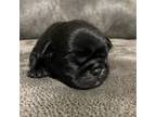 Pug Puppy for sale in Woodbury, MN, USA