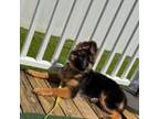 German Shepherd Dog Puppy for sale in Marlton, NJ, USA