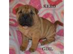 Chinese Shar-Pei Puppy for sale in Chambersville, PA, USA