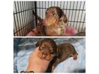 Dachshund Puppy for sale in Monroe, NC, USA