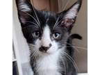 Adopt Freddy Fox GC* a Domestic Medium Hair