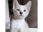 Adopt Richard Rabbit GC* a Domestic Medium Hair