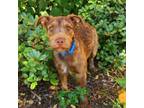 Adopt Chocolate IB a Border Terrier, Schnauzer