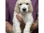 Cavapoo Puppy for sale in Franklin, TX, USA