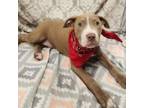 Adopt Teddy SSP a Pit Bull Terrier