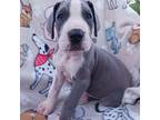 Great Dane Puppy for sale in Stillwater, OK, USA