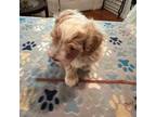 Maltipoo Puppy for sale in Goochland, VA, USA