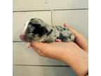 Miniature Australian Shepherd Puppy for sale in Matheson, CO, USA