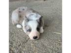 Border Collie Puppy for sale in Walnut Cove, NC, USA