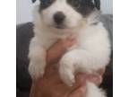 Papillon Puppy for sale in Forsyth, GA, USA