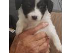 Papillon Puppy for sale in Forsyth, GA, USA