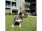 French Bulldog Puppy for sale in Denver, CO, USA