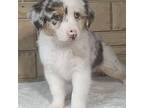 Miniature Australian Shepherd Puppy for sale in Atwood, IL, USA