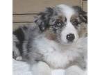 Miniature Australian Shepherd Puppy for sale in Atwood, IL, USA