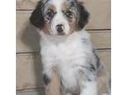 Miniature Australian Shepherd Puppy for sale in Atwood, IL, USA