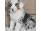 Miniature Australian Shepherd Puppy for sale in Atwood, IL, USA