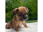 Mutt Puppy for sale in Millersburg, OH, USA