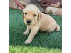 Golden Retriever Puppy for sale in Fontana, CA, USA