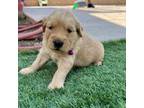 Golden Retriever Puppy for sale in Fontana, CA, USA