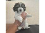 Maltipoo Puppy for sale in Mcminnville, OR, USA