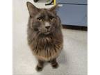 Adopt Asphalt a Domestic Long Hair