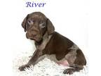 River AKC Liver Roan