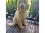 Goldendoodle Puppy for sale in Sullivan, MO, USA