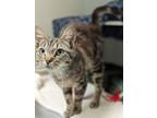 Adopt Chip 582-24 a Domestic Medium Hair, Domestic Short Hair