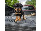 Rottweiler Puppy for sale in Winfield, KS, USA