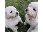 Great Pyrenees Puppy for sale in Peru, NY, USA