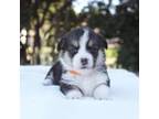 Pembroke Welsh Corgi Puppy for sale in Stockton, UT, USA