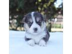 Pembroke Welsh Corgi Puppy for sale in Stockton, UT, USA