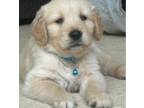 Golden Retriever Puppy for sale in Lake Mary, FL, USA