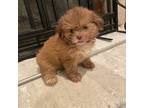 Shih Tzu Puppy for sale in Houston, TX, USA