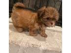 Shih Tzu Puppy for sale in Houston, TX, USA