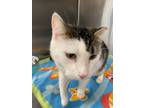 Adopt Blaze a Domestic Short Hair