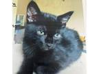 Adopt Galen a Domestic Short Hair