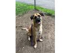 Adopt Jake a Anatolian Shepherd