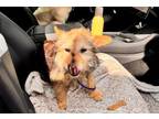 Adopt Capone a Norwich Terrier