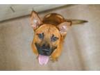 Adopt Nickleback a Black Mouth Cur, Mixed Breed
