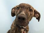 Adopt Cameron a Catahoula Leopard Dog, Black Mouth Cur