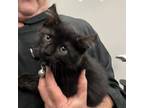 Adopt Totality a Domestic Short Hair