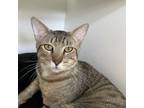 Adopt Stripey a Domestic Short Hair