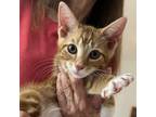 Adopt Cheddar a Domestic Short Hair