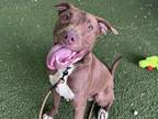 Adopt BENSON a American Staffordshire Terrier