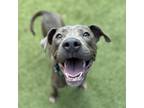 Adopt Jake from State Farm a Pit Bull Terrier