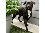 Adopt Chester a Pit Bull Terrier