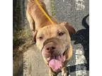 Adopt Ardy a Pit Bull Terrier