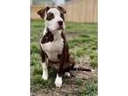 Adopt Bear/Terry a Pit Bull Terrier, Mixed Breed